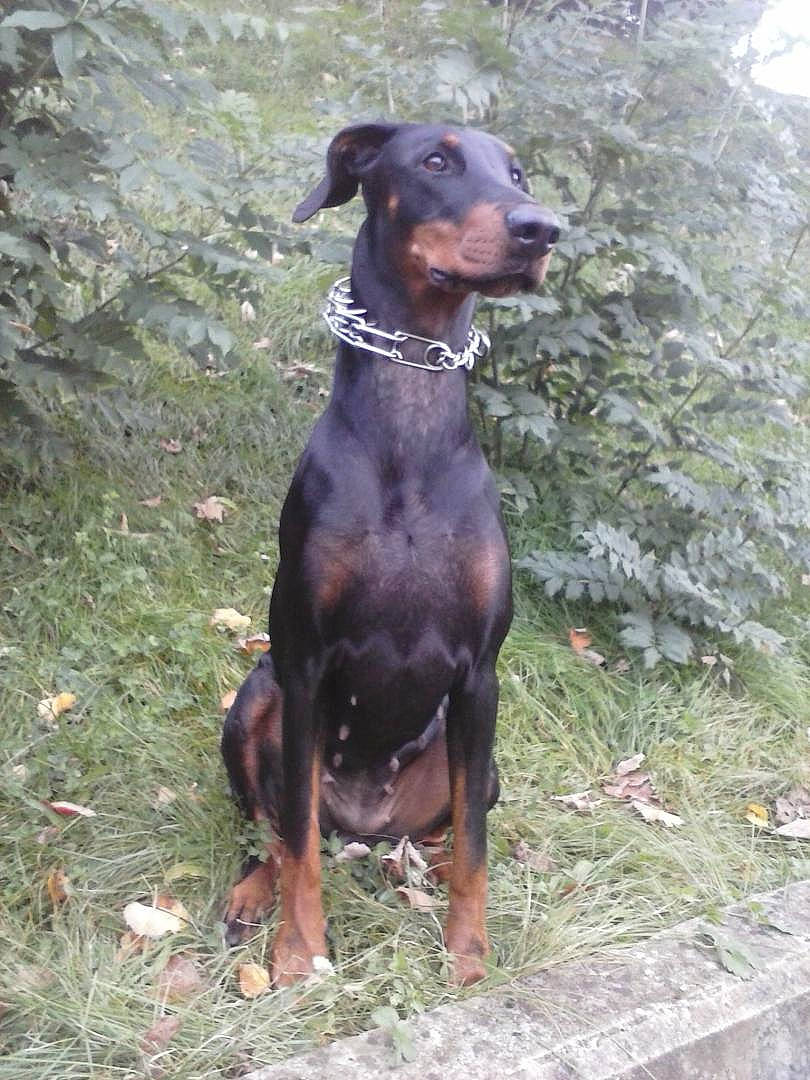 Inina participe au concours pour gagner de l'argent avec cette photo : canidae, carnivore, collar, companion_dog, dobermann, dog, dog_breed, dog_collar, dog_supply, fawn, hound, hunting_dog, liver, montenegrin_mountain_hound, pet_supply, snout, sporting_group, terrestrial_animal, working_animal, working_dog