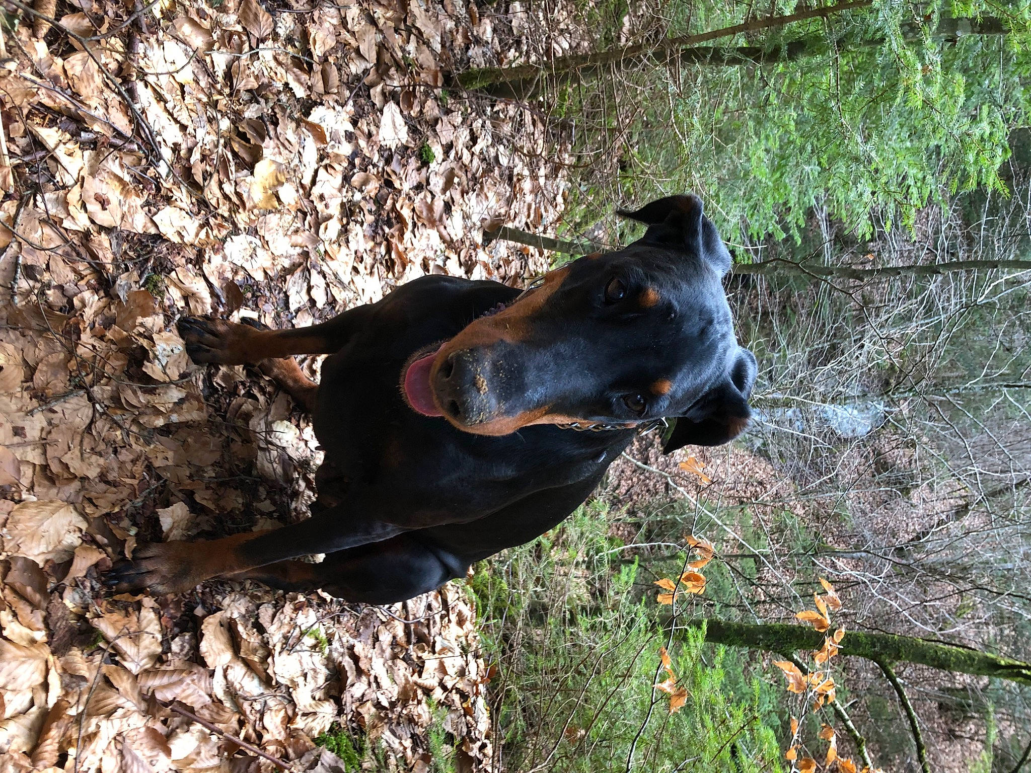 Inina participe au concours pour gagner de l'argent avec cette photo : canidae, carnivore, collar, dog, dog_breed, dog_collar, fawn, grass, guard_dog, hunting_dog, liver, plant, snout, sporting_group, terrestrial_animal, tree, trunk, wildlife, wood, working_animal