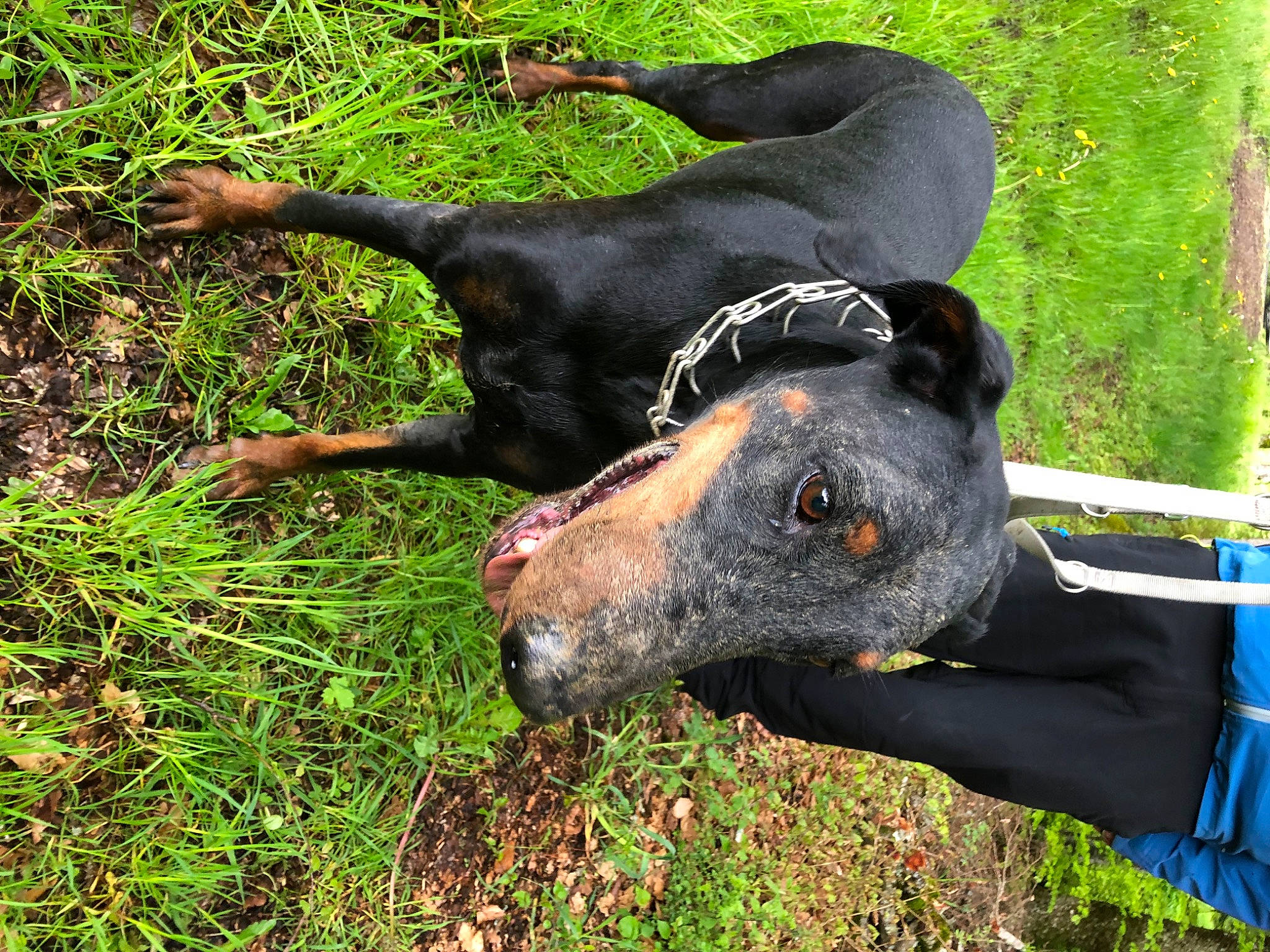 Inina participe au concours pour gagner de l'argent avec cette photo : canidae, carnivore, collar, companion_dog, dobermann, dog, dog_breed, dog_supply, grass, grassland, groundcover, guard_dog, hunting_dog, plant, snout, sporting_group, tail, terrestrial_animal, working_animal, working_dog