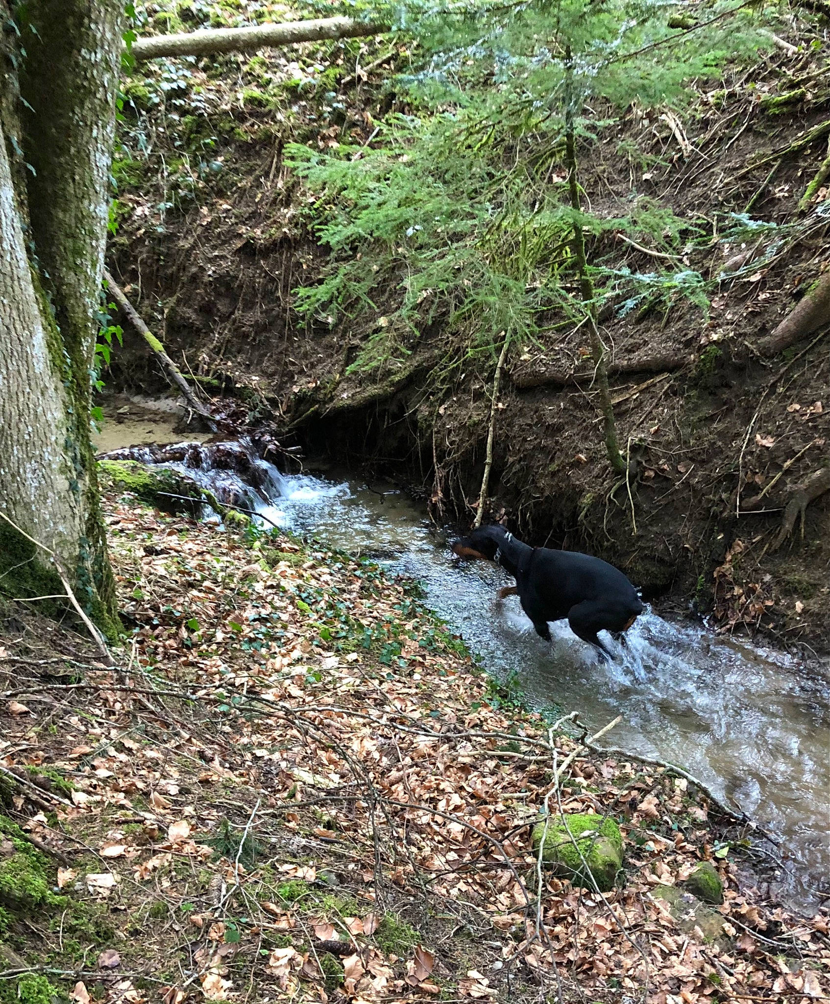 Inina a rejoint le concours — aidez-le/la à gagner de superbes lots ! arroyo, biome, carnivore, creek, fluvial_landforms_of_streams, forest, grass, groundcover, jungle, natural_landscape, plant, riparian_zone, stream, temperate_broadleaf_and_mixed_forest, terrestrial_plant, tree, trunk, vegetation, water, woodland