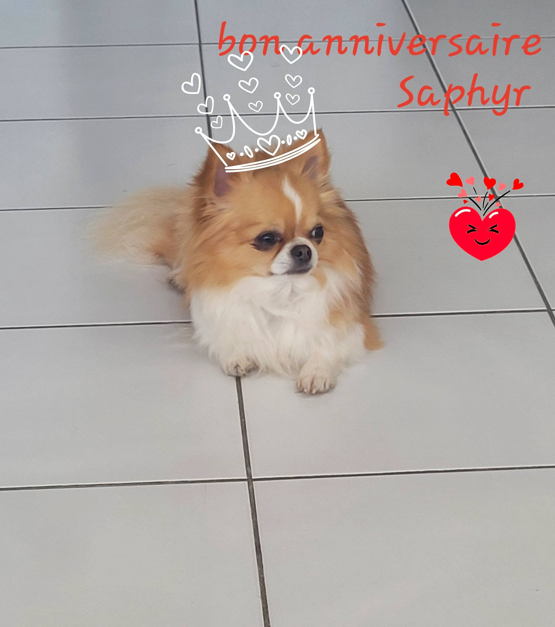 Saphyr participe au concours pour gagner de l'argent avec cette photo : canidae, carnivore, collar, companion_dog, dog, dog_breed, dog_supply, fashion_accessory, fawn, font, fur, jewellery, liver, pet_supply, snout, sporting_group, tail, toy_dog, whiskers, working_animal