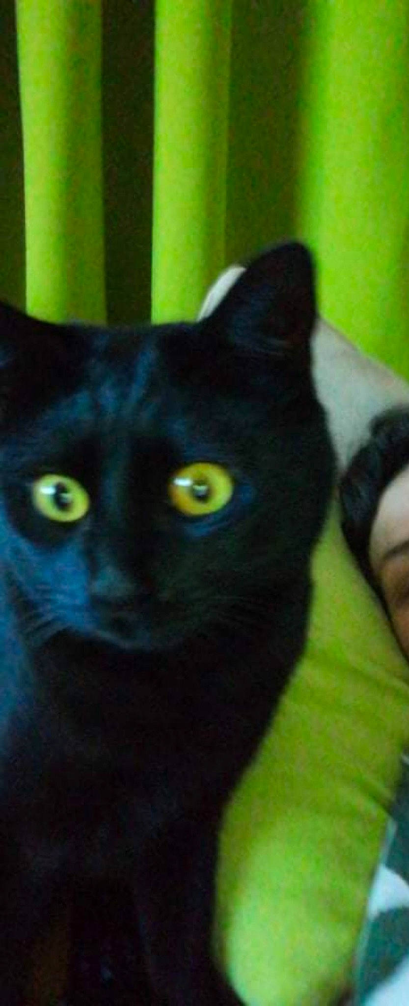 Cid participe au concours pour gagner de l'argent avec cette photo : black_cat, bombay, carnivore, cat, domestic_short_haired_cat, electric_blue, felidae, fur, iris, mammal, small_to_medium_sized_cats, snout, terrestrial_animal, vertebrate, whiskers