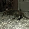 cat, bed, blanket, indoor, furniture, curtain, gray_cat, relaxed, sleeping, pet, domestic_animal, cozy, patterned_bedspread, resting, feline, tail, paw, whiskers, household, room