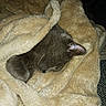 Grisou participe au concours pour gagner de l'argent avec cette photo : cat, sleeping, blanket, cozy, fur, pet, resting, indoor, soft, beige, comfort, cute, animal, mammal, peaceful, relaxation, wrapped, warm, snug, domestic
