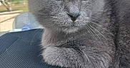 Grisou a rejoint le concours — aidez-le/la à gagner de superbes lots ! cat, gray_cat, feline, pet, animal, closeup, portrait, yellow_eyes, fur, whiskers, relaxed, indoor, window, soft_light, texture, resting, quiet, calm, domestic_cat, curious