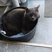 Grisou a rejoint le concours — aidez-le/la à gagner de superbes lots ! cat, grey_cat, pet, animal, basket, floor, tile, indoor, curtain, window, furniture, cozy, resting, domestic, fur, looking, eyes, home, quiet, calm