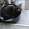 cat, grey_cat, pet, animal, basket, floor, tile, indoor, curtain, window, furniture, cozy, resting, domestic, fur, looking, eyes, home, quiet, calm
