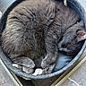 Grisou a rejoint le concours — aidez-le/la à gagner de superbes lots ! cat, gray_cat, sleeping, curled_up, basket, cozy, fur, pet, indoor, resting, floor, tile_floor, domestic_cat, cute, animal, feline, quiet, relaxed, paw, ear