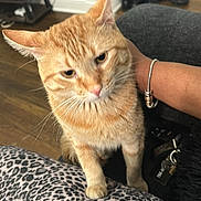 Furry joined the competition — help win amazing prizes! cat, orange_tabby, pet, animal, indoor, leopard_print, blanket, human_hand, feline, curious, domestic_cat, floor, wooden_floor, bracelet, casual, cozy, closeup, whiskers, ears, fur