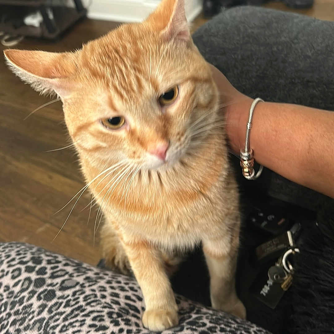 Furry joined the competition — help win amazing prizes! animal, blanket, bracelet, casual, cat, closeup, cozy, curious, domestic_cat, ears, feline, floor, fur, human_hand, indoor, leopard_print, orange_tabby, pet, whiskers, wooden_floor