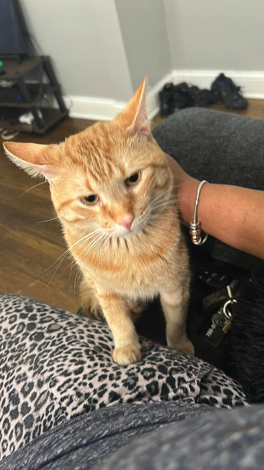 Furry joined the competition — help win amazing prizes! cat, orange_tabby, pet, animal, indoor, leopard_print, blanket, human_hand, feline, curious, domestic_cat, floor, wooden_floor, bracelet, casual, cozy, closeup, whiskers, ears, fur