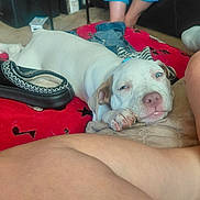 Diesel is registered to the contest to win money with this photo: puppy, dog, white_dog, resting, indoor, blanket, slipper, cushion, human_legs, carpet, relaxed, closeup, cute, pet, collar, floor, comfort, sleepy, domestic, cozy