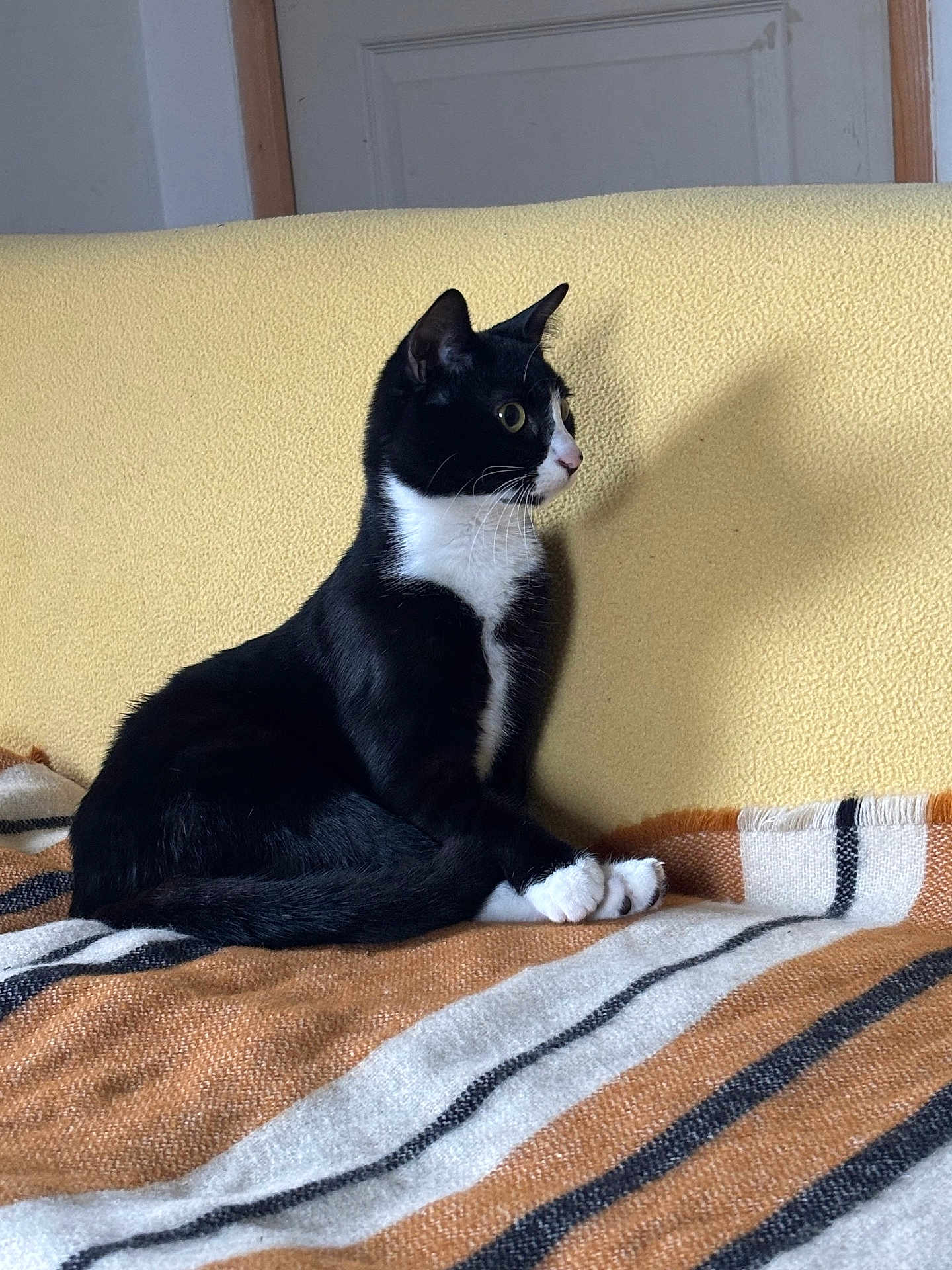 Azraelle a rejoint le concours — aidez-le/la à gagner de superbes lots ! cat, tuxedo_cat, pet, domestic_cat, sitting, alert, couch, blanket, yellow_background, black_and_white, whiskers, paws, indoor, portrait, shadow, cozy, furniture, fur, ears, eyes