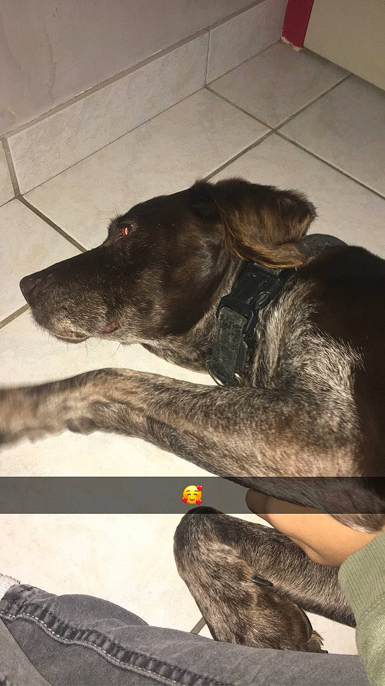 Cheyenne participe au concours pour gagner de l'argent avec cette photo : bandog, canidae, carnivore, dog, dog_breed, fila_brasileiro, guard_dog, plott_hound, pointer, sporting_group