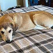 Beebee joined the competition — help win amazing prizes! dog, lying_down, bed, blanket, plaid_pattern, indoor, pet, fur, canine, resting, animal, ears, nose, tail, domestic_animal, sleepy, cozy, brown, white, relaxed