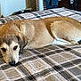 dog, lying_down, bed, blanket, plaid_pattern, indoor, pet, fur, canine, resting, animal, ears, nose, tail, domestic_animal, sleepy, cozy, brown, white, relaxed