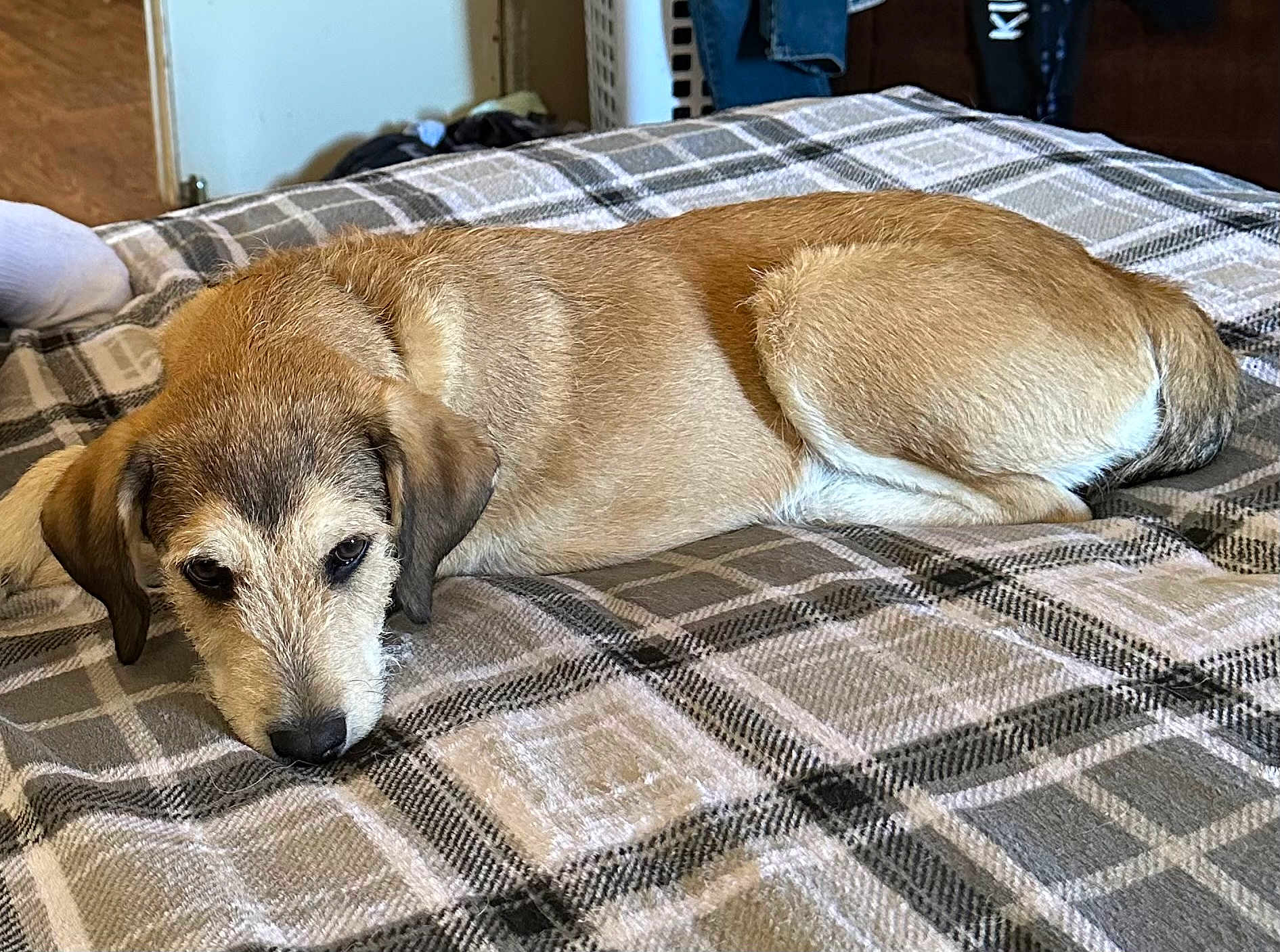 Beebee joined the competition — help win amazing prizes! dog, lying_down, bed, blanket, plaid_pattern, indoor, pet, fur, canine, resting, animal, ears, nose, tail, domestic_animal, sleepy, cozy, brown, white, relaxed