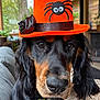 dog, hat, orange_hat, spider_decoration, pet, indoor, cozy, black_and_tan, close_up, couch, fur, ears, nose, eyes, portrait, animal, cute, costume, fall, decor