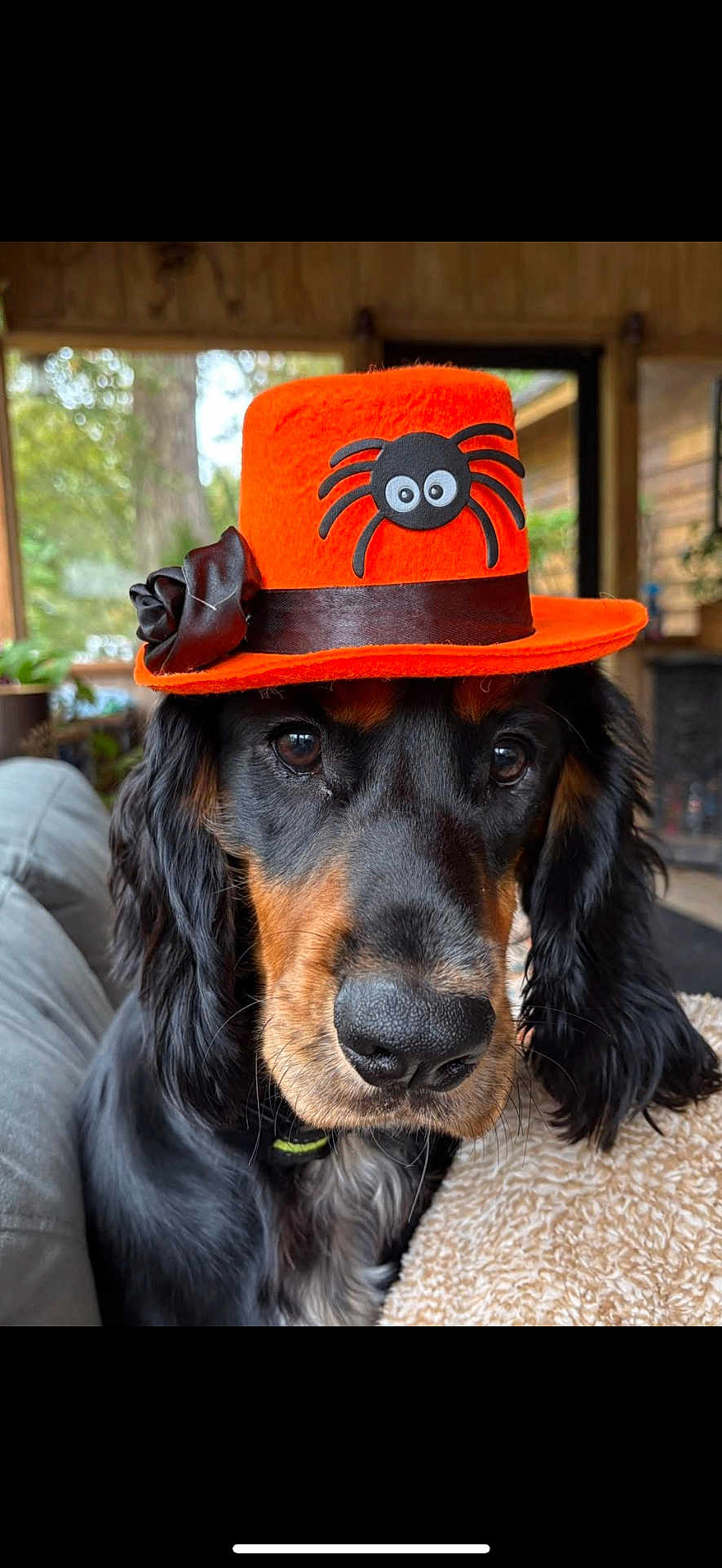 Goose is registered to the contest to win money with this photo: dog, hat, orange_hat, spider_decoration, pet, indoor, cozy, black_and_tan, close_up, couch, fur, ears, nose, eyes, portrait, animal, cute, costume, fall, decor