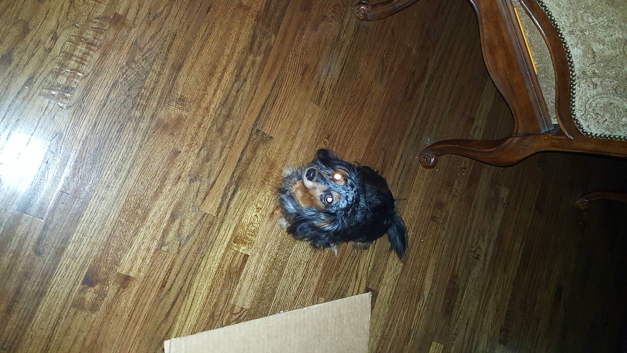 Roxy Boo is registered to the contest to win money with this photo: fawn, floor, flooring, hardwood, laminate_flooring, wood, wood_flooring, wood_stain