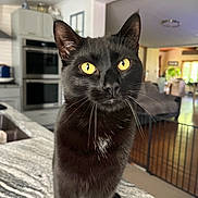Binx is registered to the contest to win money with this photo: black_cat, cat, pet, animal, yellow_eyes, whiskers, kitchen, countertop, indoor, domestic, curious, feline, close_up, portrait, living_room, household, fur, focus, home