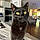 Binx
