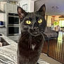 black_cat, cat, pet, animal, yellow_eyes, whiskers, kitchen, countertop, indoor, domestic, curious, feline, close_up, portrait, living_room, household, fur, focus, home