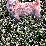 Trapper joined the competition — help win amazing prizes! dog, curly_hair, field, flowers, white_clover, outdoor, nature, pet, grass, animal, cute, fur, tail, ear, greenery, spring, summer, canine, plant, daylight