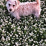 dog, curly_hair, field, flowers, white_clover, outdoor, nature, pet, grass, animal, cute, fur, tail, ear, greenery, spring, summer, canine, plant, daylight