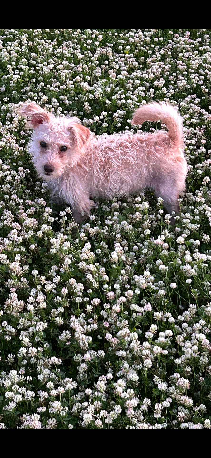 Trapper joined the competition — help win amazing prizes! dog, curly_hair, field, flowers, white_clover, outdoor, nature, pet, grass, animal, cute, fur, tail, ear, greenery, spring, summer, canine, plant, daylight
