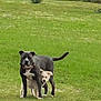 dog, grass, field, fence, outdoor, animal, pet, canine, nature, playful, two_dogs, friendship, yard, greenery, summer, domestic_animal, companionship, standing, daylight, rural