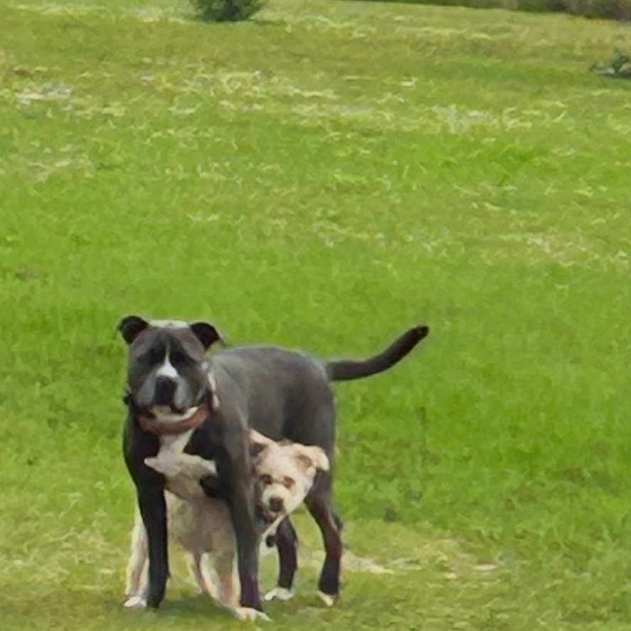 Faith And Trap joined the competition — help win amazing prizes! animal, canine, companionship, daylight, dog, domestic_animal, fence, field, friendship, grass, greenery, nature, outdoor, pet, playful, rural, standing, summer, two_dogs, yard