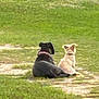 dog, dogs, grass, outdoor, fence, gate, animal, pet, nature, field, two_animals, sitting, back_view, rural, greenery, collar, peaceful, companions, daytime, canine