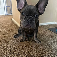 Spicoli is registered to the contest to win money with this photo: animal, brown, canine, carpet, companion_animal, cute, dog, domestic_animal, ears, floor, french_bulldog, fur, head, indoor, looking, pet, pet_gate, puppy, sitting, young_animal