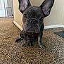 animal, brown, canine, carpet, companion_animal, cute, dog, domestic_animal, ears, floor, french_bulldog, fur, head, indoor, looking, pet, pet_gate, puppy, sitting, young_animal