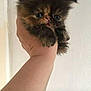Isis a rejoint le concours — aidez-le/la à gagner de superbes lots ! accessories, angora, animal, arm, bodypart, bracelet, cat, computerhardware, electronics, finger, hand, hardware, jewelry, kitten, manx, monitor, person, pet, screen, wrist
