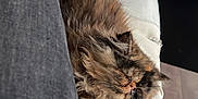 Isis a rejoint le concours — aidez-le/la à gagner de superbes lots ! adult, animal, cat, clothing, couch, cushion, female, footwear, furniture, homedecor, indoors, interiordesign, kitten, pants, person, pet, shoe, sleeping, sneaker, woman