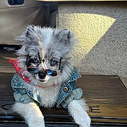 Rufus joined the competition — help win amazing prizes! dog, puppy, blue_eyes, sunglasses, denim_jacket, cute, fluffy, pet, animal, fashion, portrait, indoor, doorstep, accessory, casual, small_dog, fur, looking_at_camera, resting, adorable