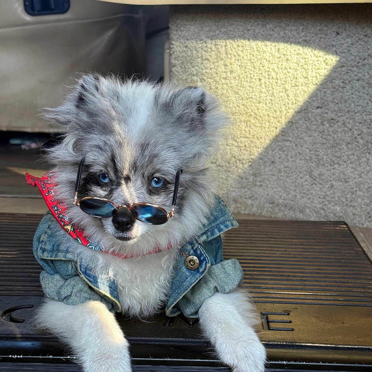 Rufus joined the competition — help win amazing prizes! accessory, adorable, animal, blue_eyes, casual, cute, denim_jacket, dog, doorstep, fashion, fluffy, fur, indoor, looking_at_camera, pet, portrait, puppy, resting, small_dog, sunglasses