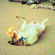 Sadie is registered to the contest to win money with this photo: animal, canine, carpet, chewing, collar, dog, domestic_animal, floor, furry, home, household, indoor, lying_down, paw, pet, pet_toy, playful, playtime, relaxed, toy