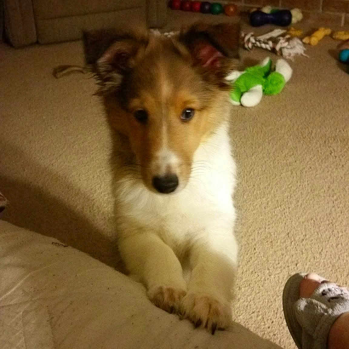 Sadie is registered to the contest to win money with this photo: puppy, dog, carpet, toys, indoor, pet, furry, cute, animal, paw, bed, cozy, home, playing, young, fur, ears, looking, floor, mammal