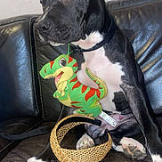 Arco a rejoint le concours — aidez-le/la à gagner de superbes lots ! dog, black_and_white, leather_couch, plush_toy, dinosaur_toy, pet, collar, sitting, paws, woven_basket, indoor, fur, animal, cute, side_view, toy, domestic_animal, resting, looking_away, furniture