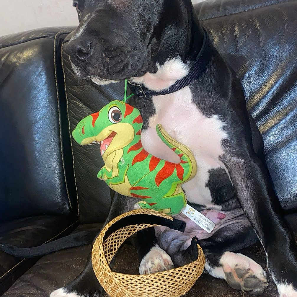 Arco a rejoint le concours — aidez-le/la à gagner de superbes lots ! animal, black_and_white, collar, cute, dinosaur_toy, dog, domestic_animal, fur, furniture, indoor, leather_couch, looking_away, paws, pet, plush_toy, resting, side_view, sitting, toy, woven_basket