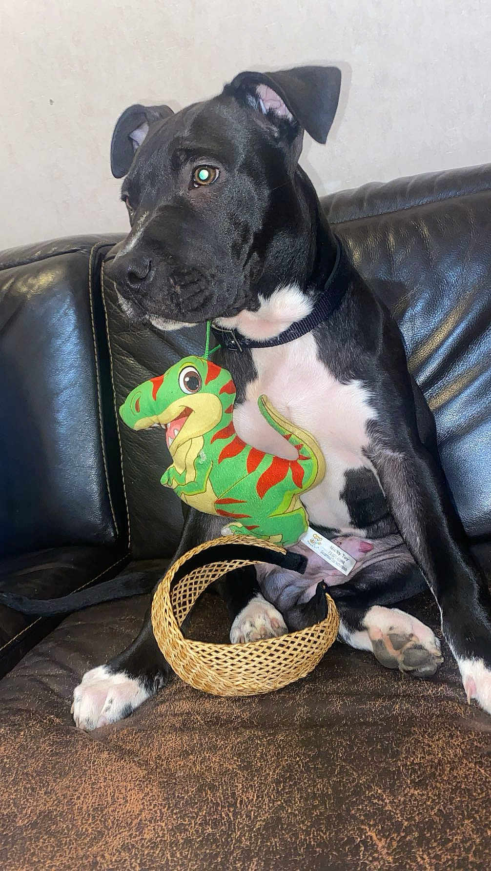 Arco a rejoint le concours — aidez-le/la à gagner de superbes lots ! dog, black_and_white, leather_couch, plush_toy, dinosaur_toy, pet, collar, sitting, paws, woven_basket, indoor, fur, animal, cute, side_view, toy, domestic_animal, resting, looking_away, furniture
