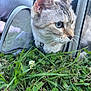 cat, animal, grass, clover, carrier, outdoor, pet, blue_eyes, fur, whiskers, nature, close_up, mesh, person, leg, greenery, curious, daylight, mammal, focus