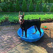 Freya joined the competition — help win amazing prizes! animal, backyard, blue_pool, canine, doberman, dog, fence, garden_hose, grass, greenery, happy, outdoor, patio, pet, playful, pool, summer, sunny, trees, water