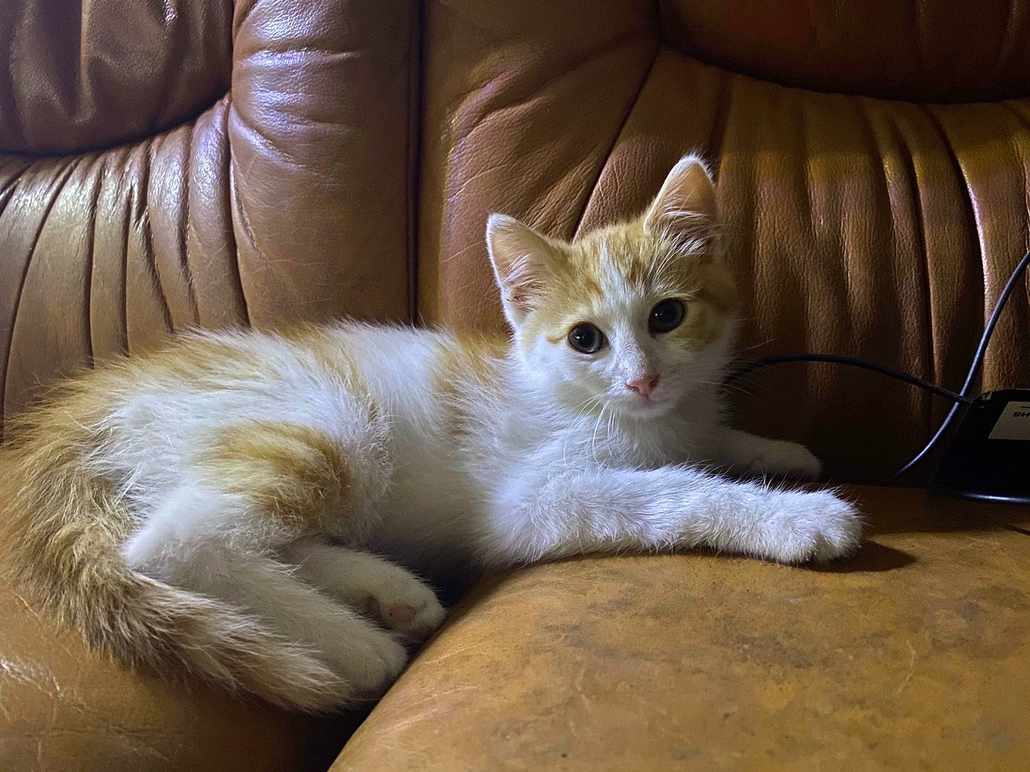 Chimay a rejoint le concours — aidez-le/la à gagner de superbes lots ! aegean_cat, american_curl, arabian_mau, asian, burmilla, carnivore, cat, claw, domestic_short_haired_cat, european_shorthair, felidae, fur, german_rex, kitten, mammal, ojos_azules, paw, small_to_medium_sized_cats, vertebrate, whiskers