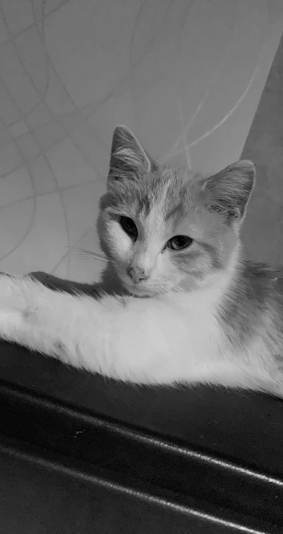 Chimay participe au concours pour gagner de l'argent avec cette photo : aegean_cat, asian, black, black_and_white, carnivore, cat, domestic_short_haired_cat, eye, felidae, fur, kitten, mammal, monochrome, monochrome_photography, ojos_azules, photography, small_to_medium_sized_cats, turkish_angora, whiskers, white