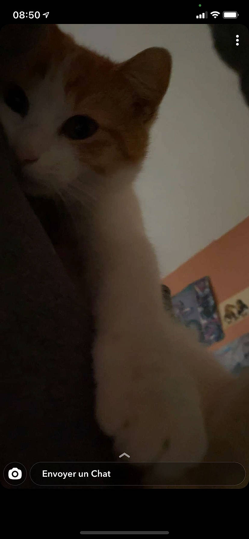 Chimay a rejoint le concours — aidez-le/la à gagner de superbes lots ! carnivore, cat, domestic_short_haired_cat, ear, european_shorthair, eye, fawn, felidae, kitten, nose, paw, persian, polydactyl_cat, skin, small_to_medium_sized_cats, snout, tail, turkish_angora, turkish_van, whiskers