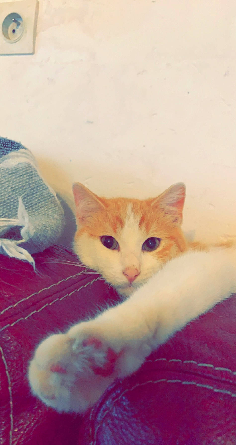 Chimay a rejoint le concours — aidez-le/la à gagner de superbes lots ! aegean_cat, arabian_mau, carnivore, cat, domestic_short_haired_cat, european_shorthair, fawn, felidae, fur, german_rex, khao_manee, kitten, mammal, ojos_azules, small_to_medium_sized_cats, turkish_angora, turkish_van, whiskers